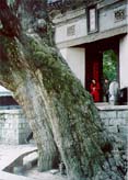 錫恵公園内の大同殿といちょうの木