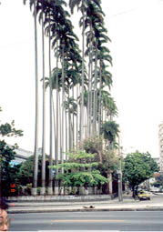 数十メートルの大王ヤシの並木